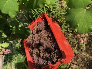 traminer-Toscana-vendemmia-2019-Fattoria-del-Colle