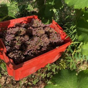 traminer-Toscana-vendemmia-2019-Fattoria-del-Colle