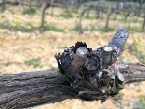 Germoglio-20 marzo-2020-Fattoria-del-Colle