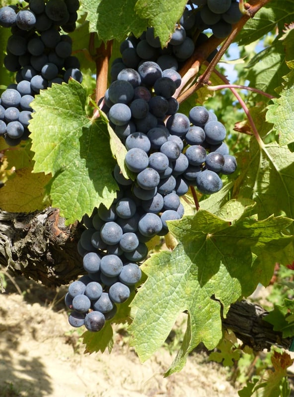 merlot-il-vigneto-mondiale-parla-francese