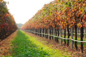 Irrigazione-nei-vigneti
