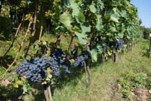 Vigneto sfogliato prima della vendemmia