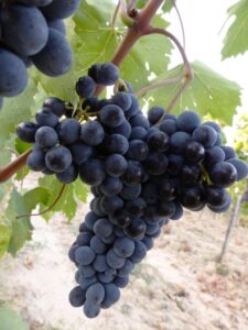 2015 Sangiovese per il Brunello