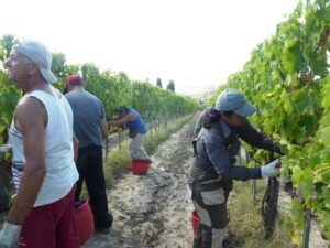 Brunello 2016 - vendemmia a Montalcino - Casato Prime Donne
