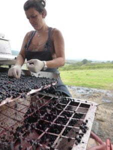 Grape Harvest 2016 - Montalcino -Sangiovese grape choice