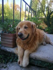 wine-dogs-cani-vignaioli-Fattoria-del-Colle-Felix ottobre 2018