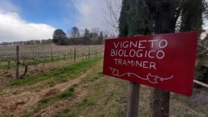 Wine destination Fattoria del Colle - Trekking nei Vigneti - Toscana