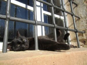 Fattoria del Colle gatto nero
