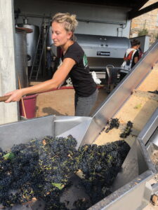 2019-harvest-at-Fattoria-del-Colle