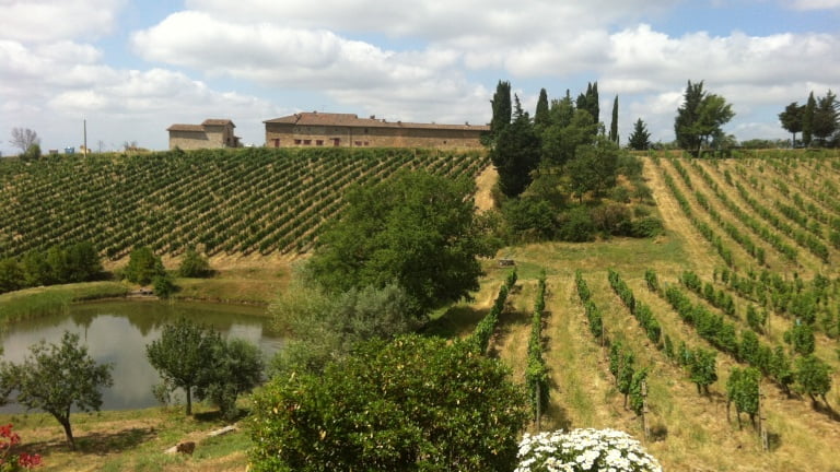 vecchie-vigne-di-montefili