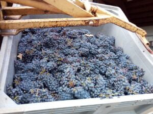 Maturità-e-qualità-dell'uva-valutate-con il-progetto-smart-grape