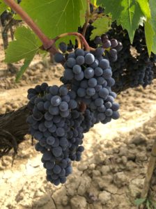 L'intelligenza-artificiale-al-servizio-dell'ambiente-e-della-qualità-del-vino-progetto-Smart-Grape