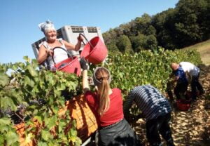 harvest-weekend-at-fattoria-del-colle