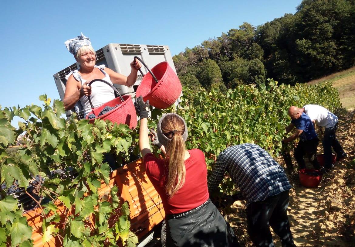 vendemmia-weekend-alla-fattoria-del-colle