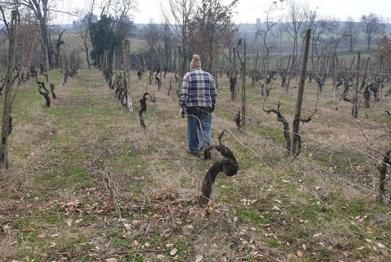 Vigne-vecchie-pregi-e-difetti