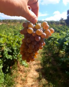 Vendemmia-2021-Traminer-Fattoria-del-Colle
