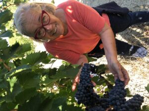 2021-Grape-Harvest-Tuscany-Donatella-Cinelli-Colombini-Brunello