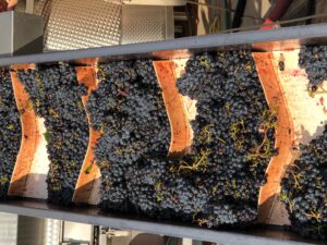 2021-Grape-Harvest-Tuscany-Sangiovese-Casato-Prime-Donne-Montalcino