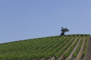Montalcino-Casato-Prime-Donne-Ardita-Vineyard-Sangiovese