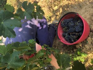 Vendemmia-2019-Fattoria-del-Colle-Toscana