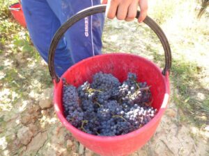 Vendemmia-2016-sangiovese-per-la-produzione-del-Brunello