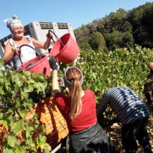 vendemmia-casato-prime-donne
