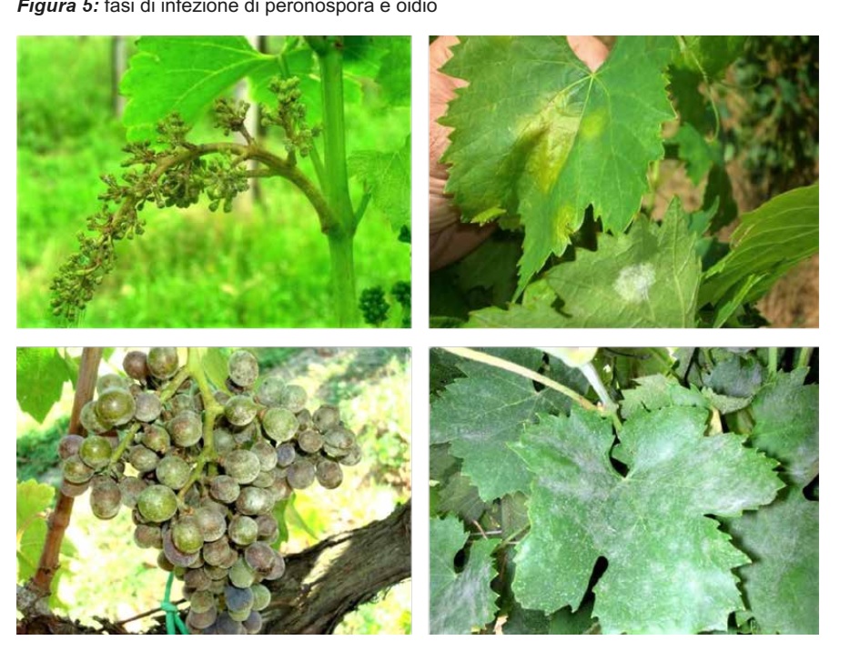attacchi-fungini-sulla-vite-Uso-dell'elettronica-per-ridurre-l'uso-della-chimica-nei-vigneti