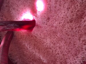 Sangiovese 2019 vendemmia dopo 4 giorni