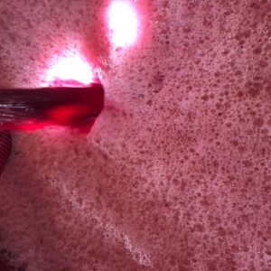 Sangiovese 2019 vendemmia dopo 4 giorni