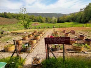 Ancient Herbs in the Tuscan vegetable garden of Fattoria del Colle