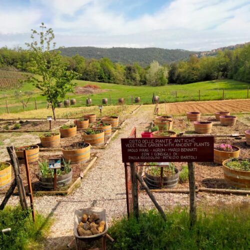 Orto-di-essenze-antiche-toscane-Fattoria-del-Colle