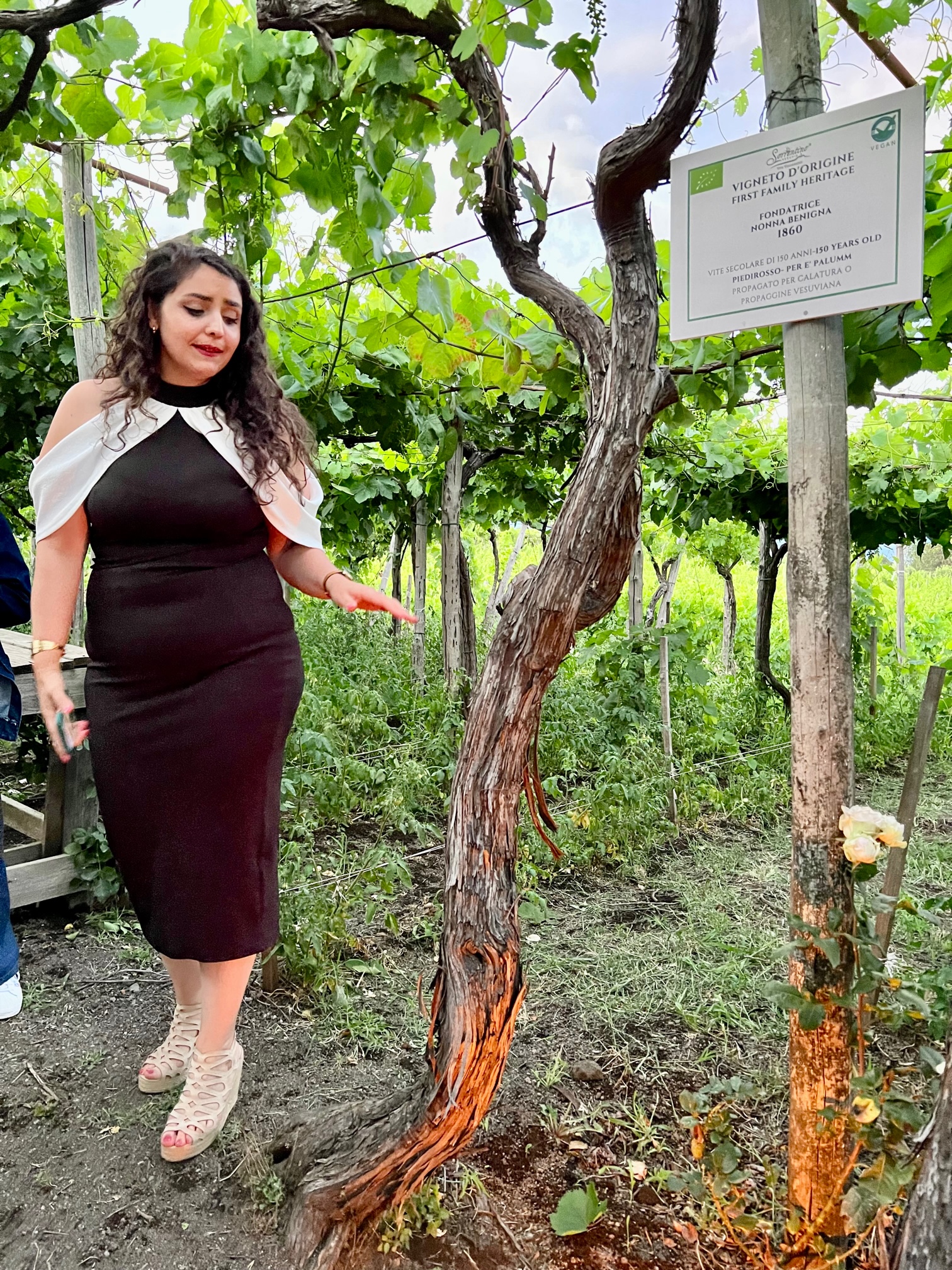 purezza-nuova-parola-magica-del-vino-Sorrentino-vini-vite-di-200-anni