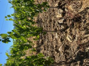 purezza-nel-vino-come-uso-del-sangiovese-per-il-Brunello