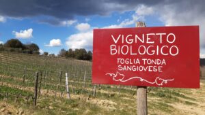 Sustainability in wine : more real but less communicated - Fattoria del Colle - Tuscany