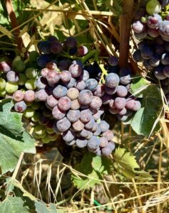 sangiovese-invaiatura-6-agosto-2022-vigneti-Fattoria-del-Colle-Toscana
