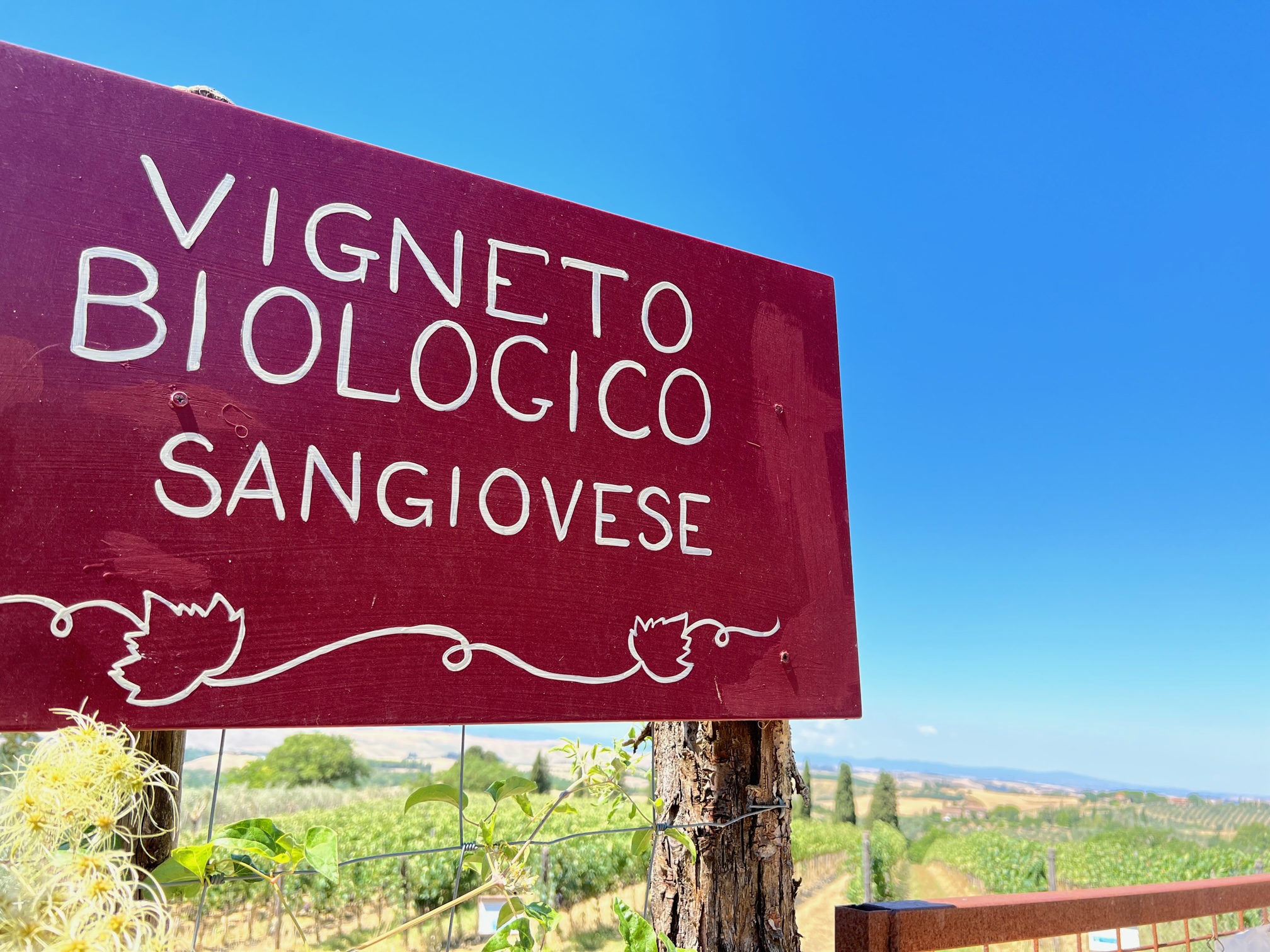 vigneti-2022-fattoria-del-Colle-Toscana