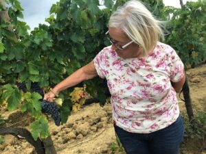 Vendemmia-2018-Montalcino-sangiovese-Donatella-Cinelli-Colombini