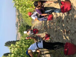 vendemmia-manuale-alternativa-alla-vendemmiatrice