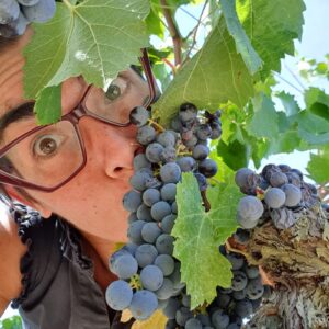 vendemmia-2021-Sangiovese-Casato-Prime-Donne-Montalcino-Violante-Cinelli-Colombini