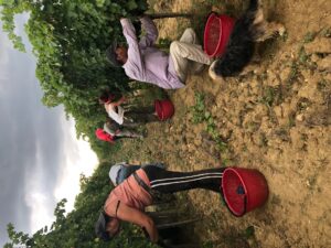 2018-Harvest-in-Montalcino-at-Casato-Prime-Donne
