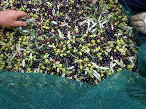 Olives-harvest-2022-Fattoria-del-Colle