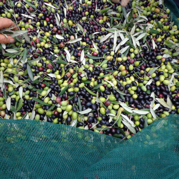 Raccolta-delle-olive-2022-Fattoria-del-Colle