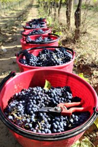 sangiovese 2020 bio vendemmia fattoria del Colle