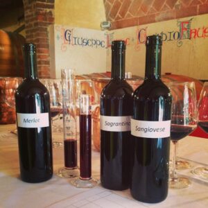 esperienze-in-cantina-toscana-creare-il-proprio-vino-Fattoria-del-Colle