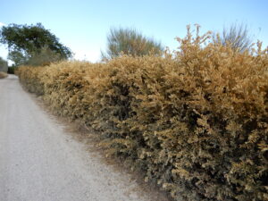 stress-idrico-2017-fattoria-del-Colle-Trequanda-Toscana