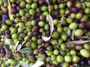 Fattoria del Colle in Toscana olio EVO e falsi miti Olio-Evo-e-fake-news-olive fattoria del Colle Toscana