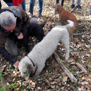 Caccia al tartufo. Patrizio e il suo cane
