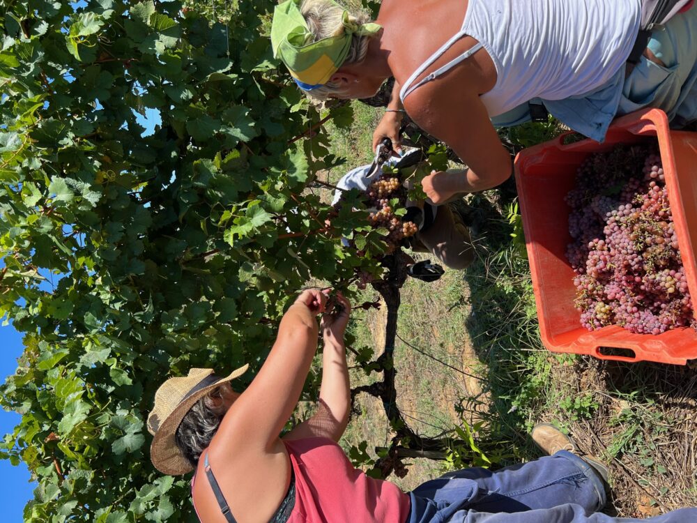 IGT Toscana Sanchimento vendemmia dell'uva traminer 2022