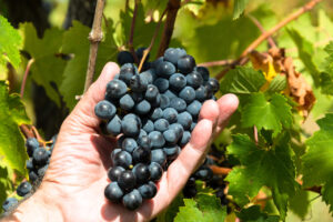 Sangiovese resistente Banfi Sanguis Jovis