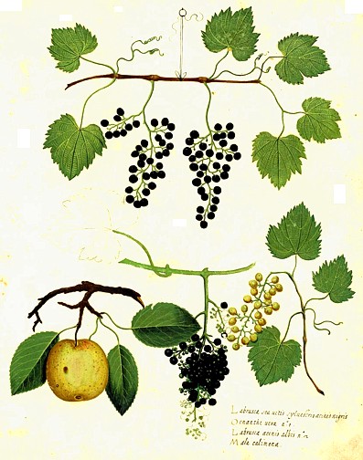 origine della vite da vino - vitis vinifera lambrusca